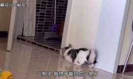 搞笑视频花哥爆料,笑料百出，笑翻你的周末！