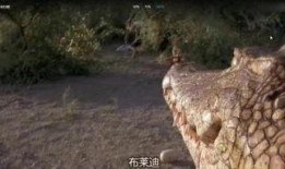 鳄鱼电影在线观看,在线惊悚之旅