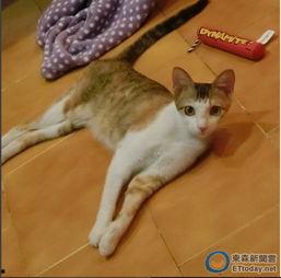 娱乐吃瓜君猫咪瘫痪,娱乐吃瓜君带你揭秘背后的故事