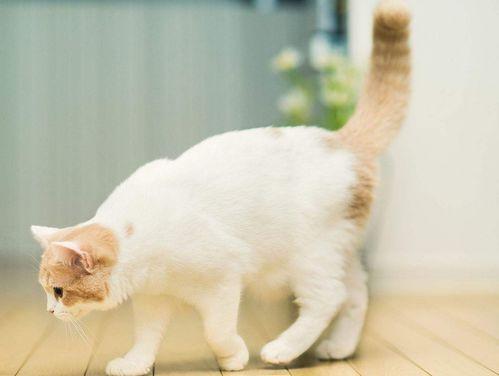 娱乐吃瓜君猫咪瘫痪,娱乐吃瓜君带你揭秘背后的故事