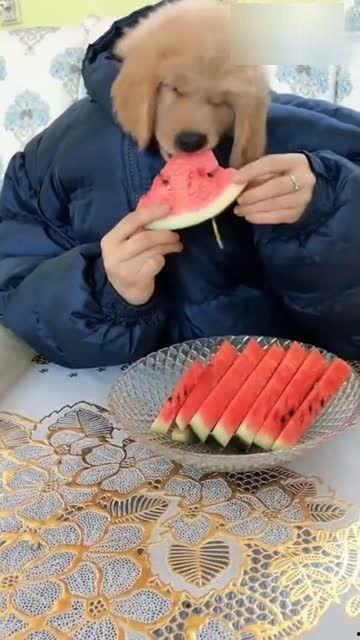 娱乐吃瓜君奶狗,娱乐吃瓜君的甜蜜瓜田之旅